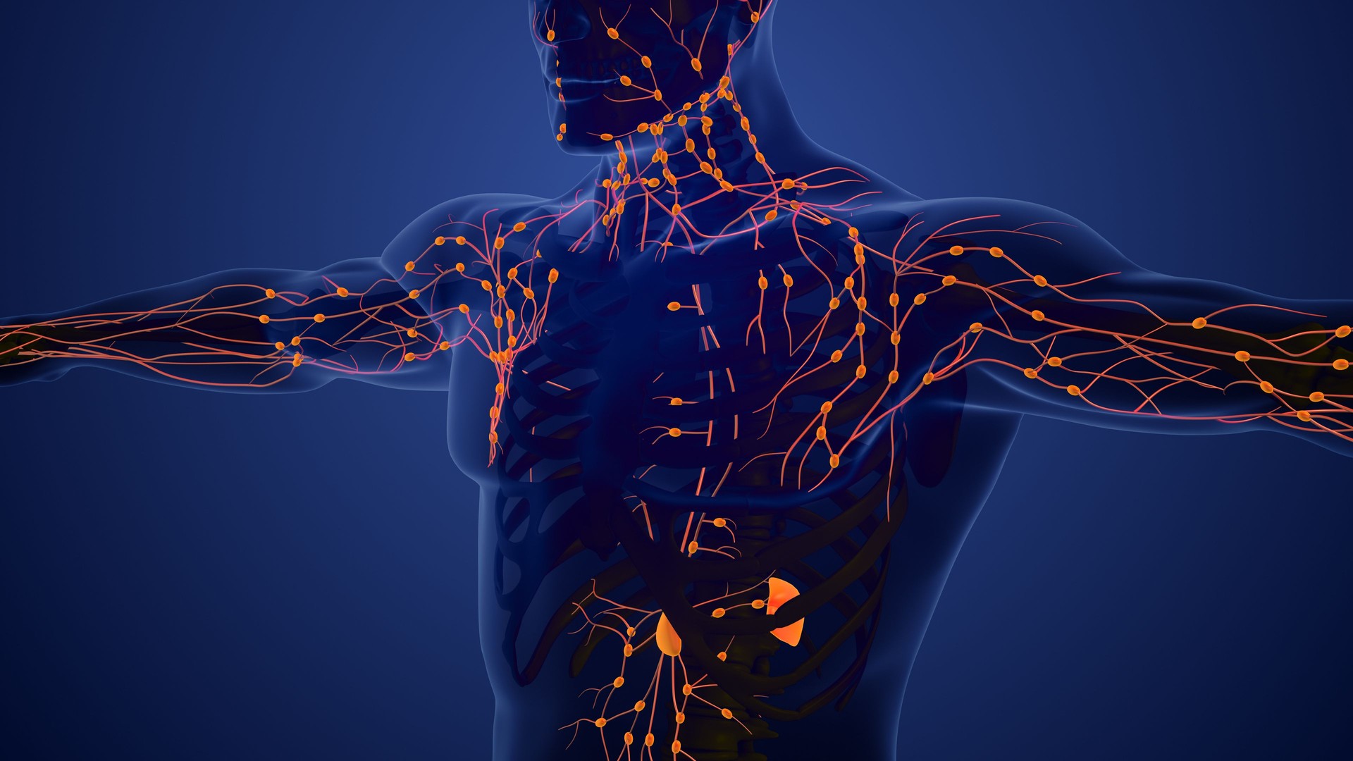 Lymphatic System Structure in Humans
